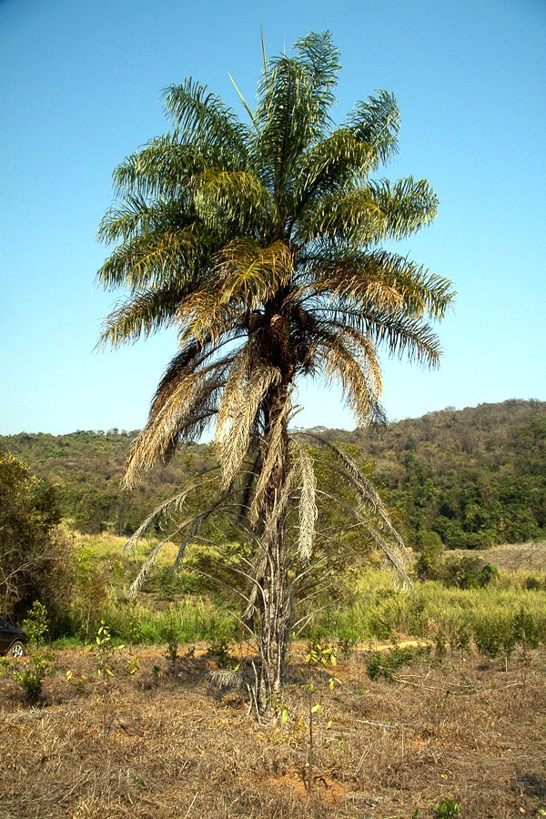Acrocomia aculeata