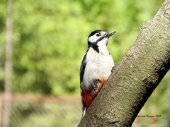 Dendrocopos major