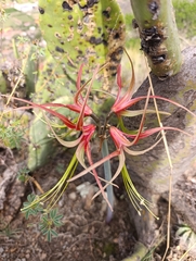 Hippeastrum cybister, photograph (c) Briza Gigasi, some rights reserved (CC BY)