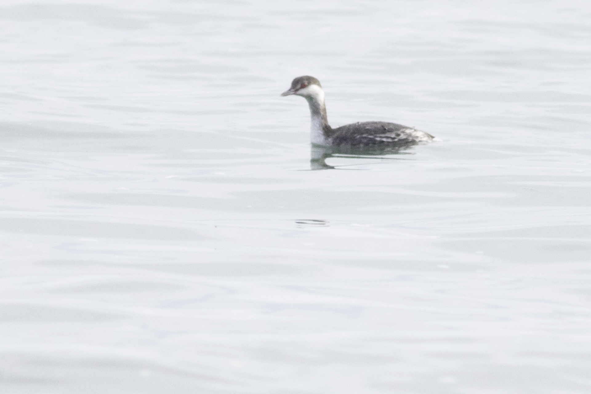 Horned Grebe