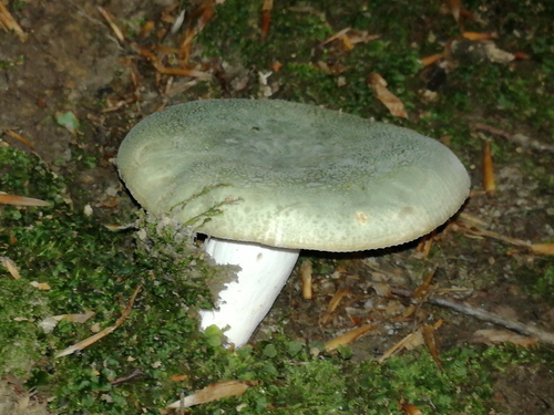 Golubača (Russula virescens)