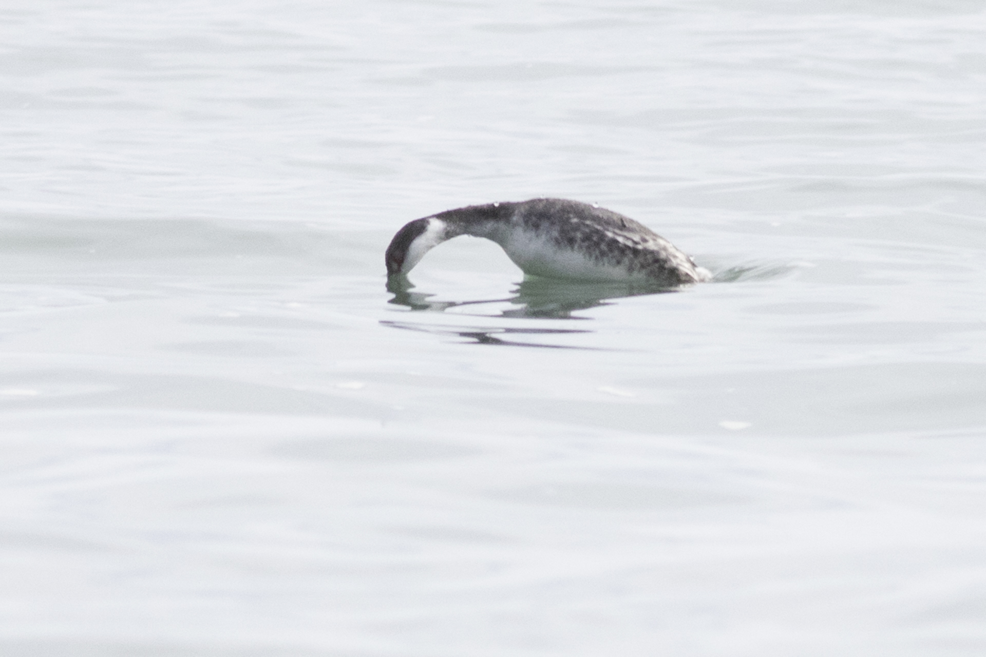Horned Grebe