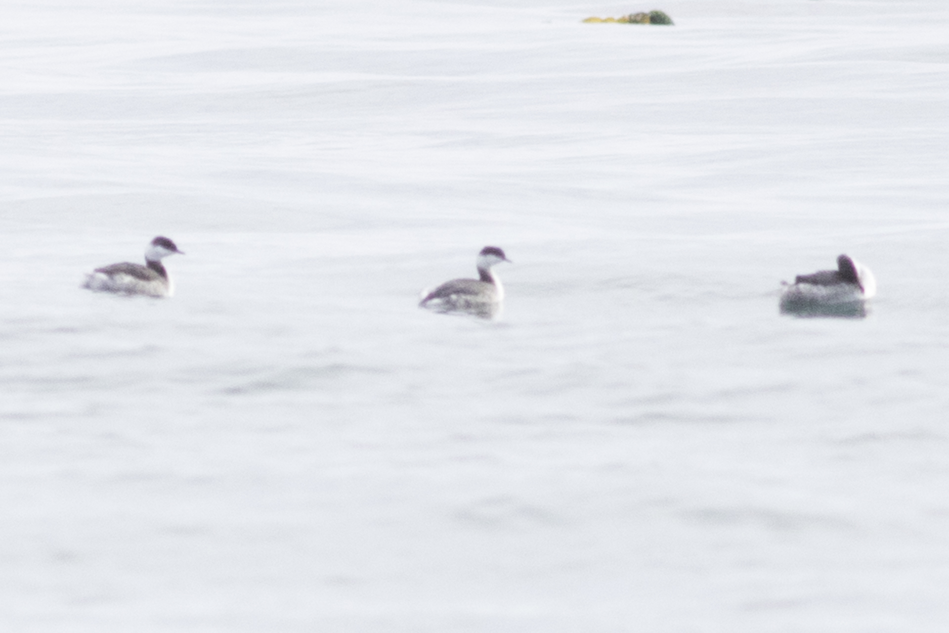 Horned Grebe