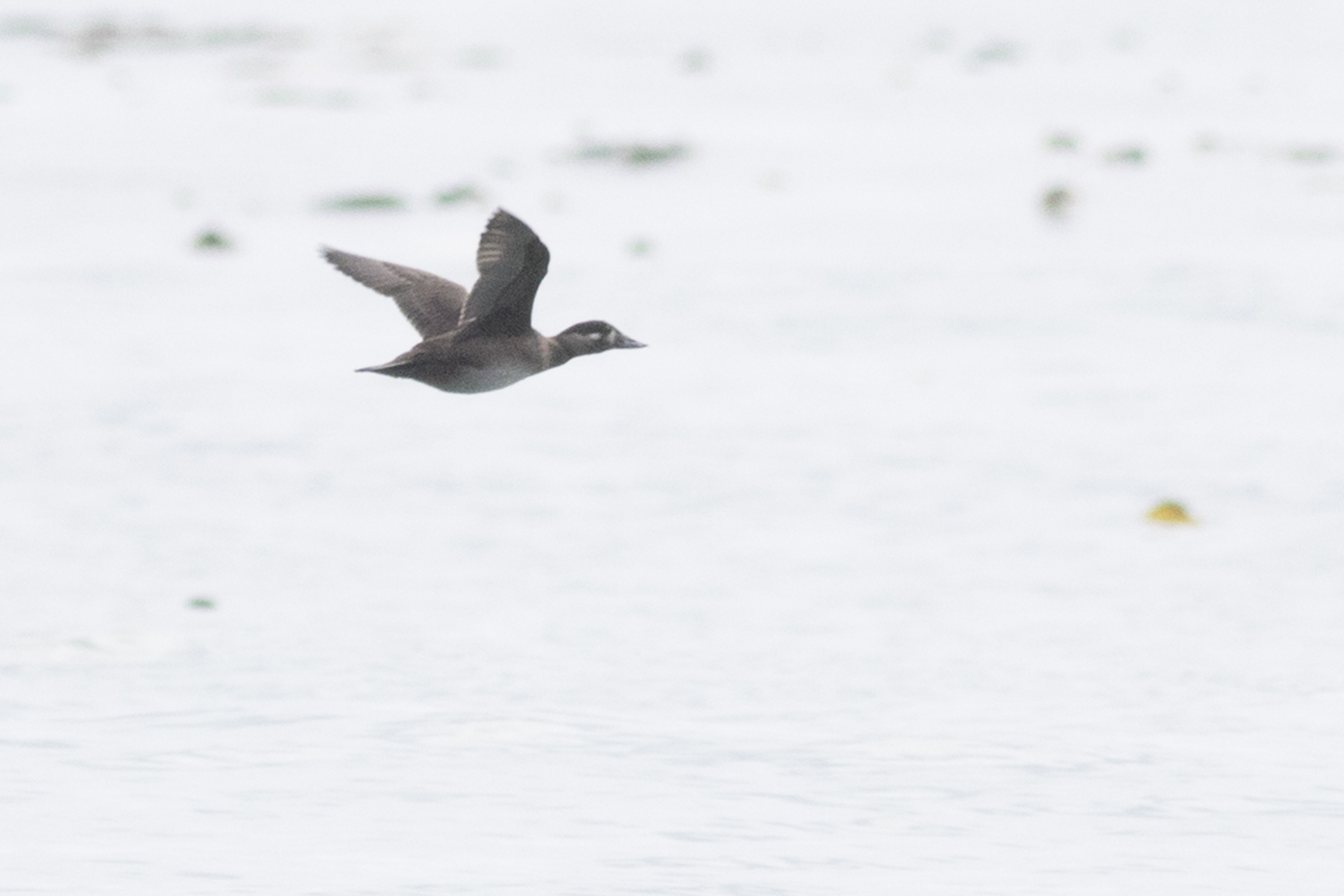 Surf Scoter