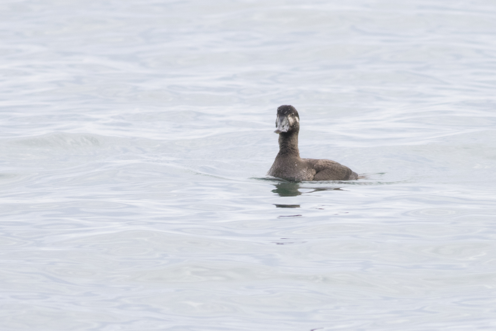 Surf Scoter