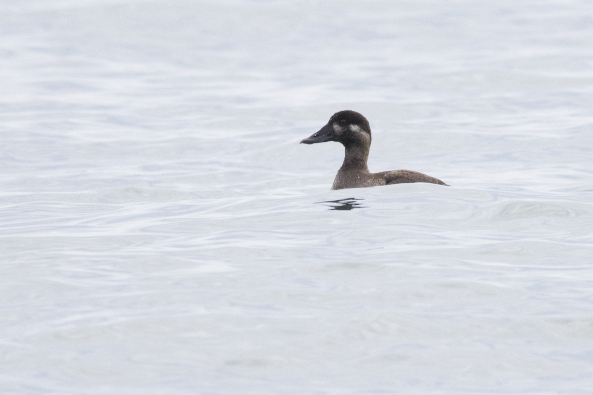 Surf Scoter