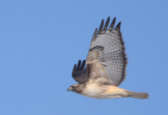 Buteo jamaicensis