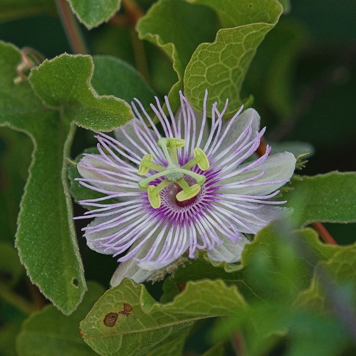 Image of Passiflora pentaschista by (c) Bill Levine, some rights reserved (CC BY)