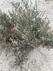 Anabasis articulata