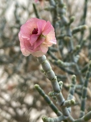 Anabasis articulata