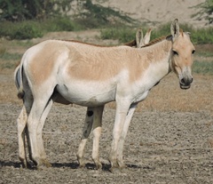 Equus hemionus khur