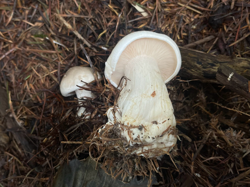 Clitocybe nebularis