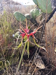 (c) Briza Gigasi, some rights reserved (CC BY) Hippeastrum cybister, photograph (c) Briza Gigasi, some rights reserved (CC BY)
