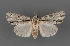 Acronicta thoracica