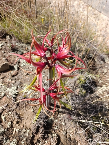 Hippeastrum cybister, photograph 4