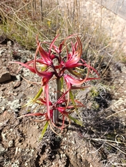 (c) Briza Gigasi, some rights reserved (CC BY) Hippeastrum cybister, photograph (c) Briza Gigasi, some rights reserved (CC BY)
