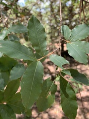 Ochna maguirei