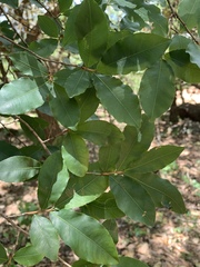 Ochna maguirei