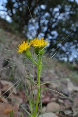 Sinclairia angustissima