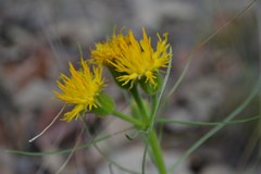 Sinclairia angustissima