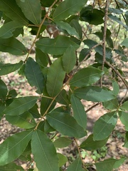Ochna maguirei