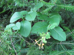 Lonicera hirsuta