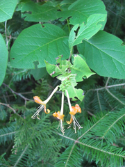 Lonicera hirsuta