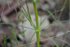 Sinclairia angustissima