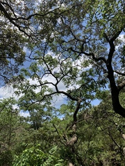 Pterocarpus angolensis