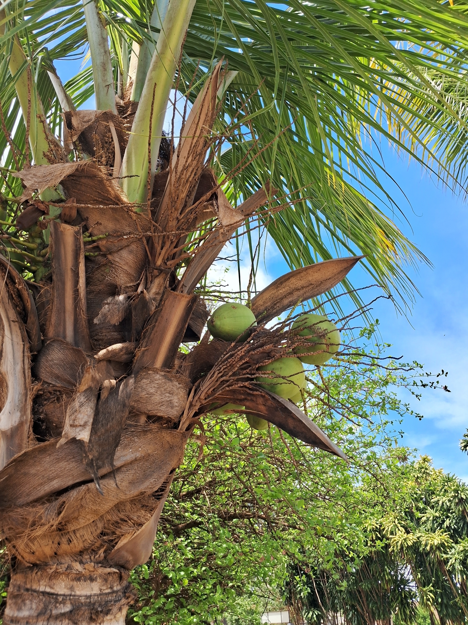 Cocos nucifera