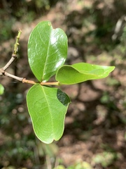 Olinia rochetiana