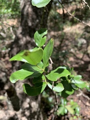 Olinia rochetiana