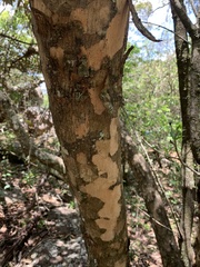 Olinia rochetiana
