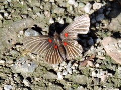 Melanis cephise