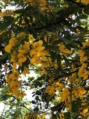 Cassiinae