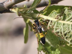 Colpotrochia cincta