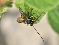 Colpotrochia cincta