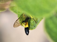 Colpotrochia cincta