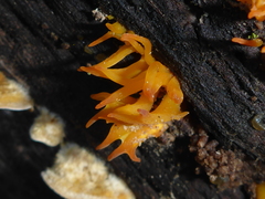 Calocera furcata