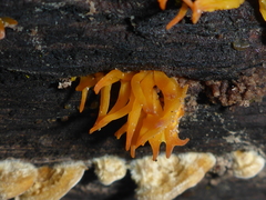 Calocera furcata