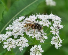 Temnostoma sericomyiaeforme