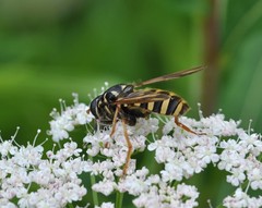 Temnostoma sericomyiaeforme