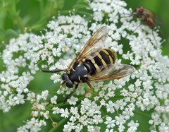 Temnostoma sericomyiaeforme