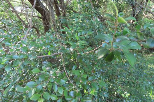Diospyros natalensis, photograph 1