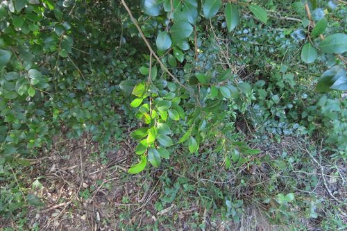 Diospyros natalensis