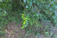 Diospyros natalensis