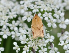 Paramesia gnomana