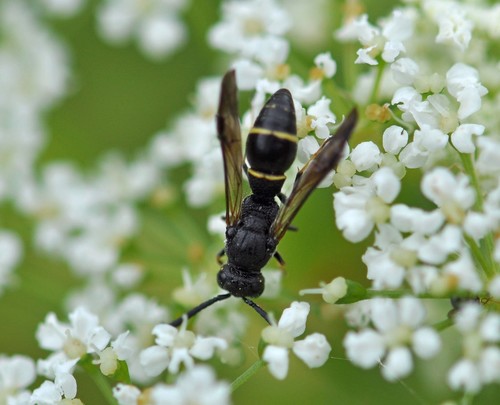 Symmorphus fuscipes observed 2019-07-08