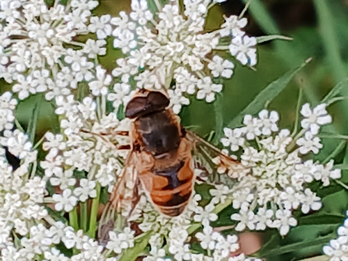 Unknown species found near Manchester, IA 52057, USA