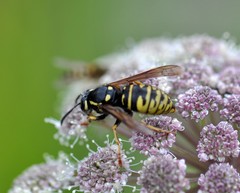 Vespula austriaca